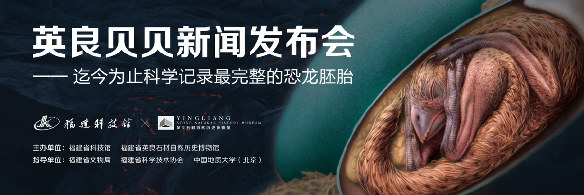 “英良贝贝”：中国发现迄今最完整恐龙胚胎